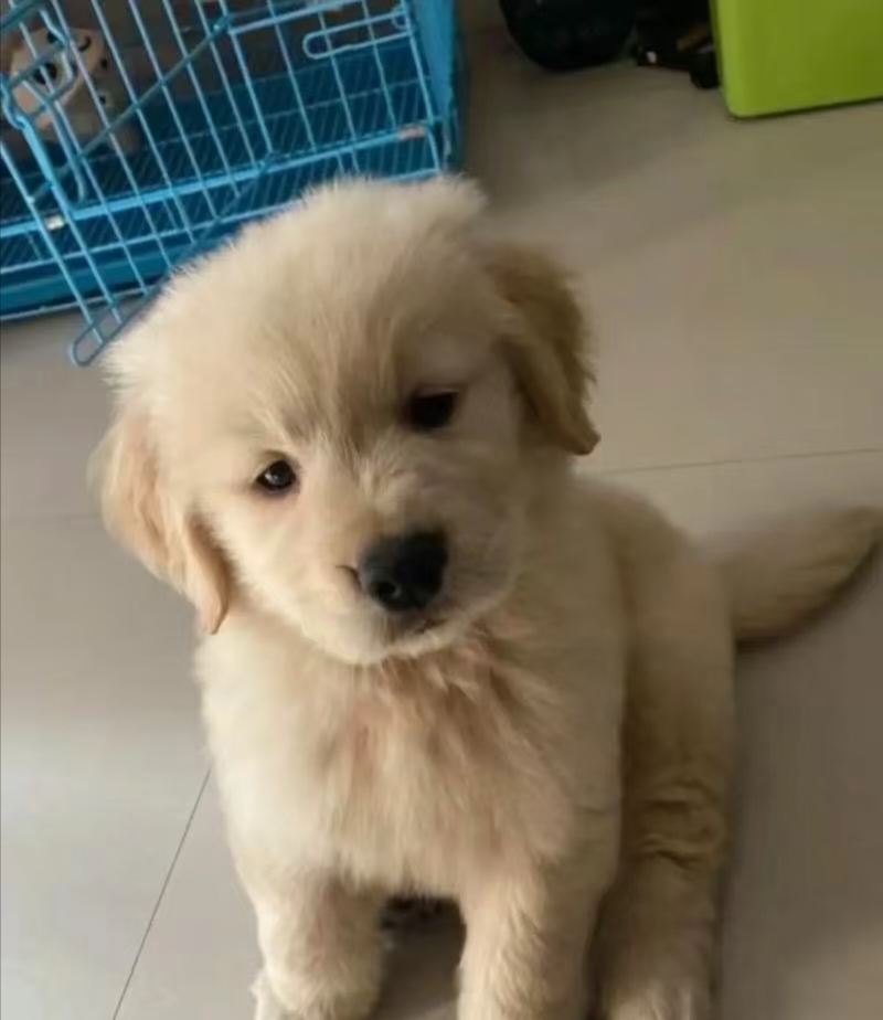 性格特别温顺，智商高学习能力强